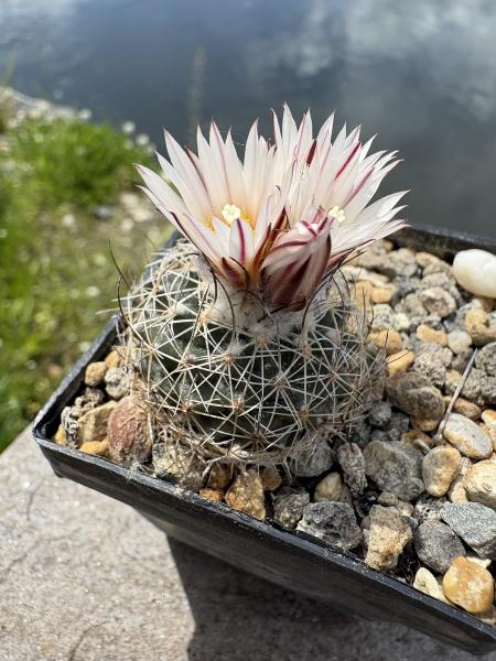 Gymnocactus saueri verduzcoi